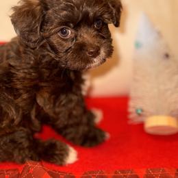 Poodle and Shihpoo Puppies from Plush Toy Poodle Puppies & Pals