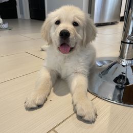 Golden Retriever Puppies from Blue water Goldens
