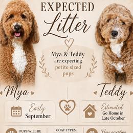 Goldendoodle puppies from Goldendoodle AZ