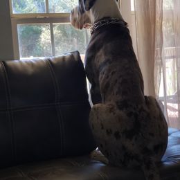 Great Dane All Grown Up from Pigeon Mtn. House of Danes
