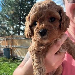 Maple (Dark pink collar girl) - Red female Cavapoo puppy in Eagle Mountain, Utah from Liberty Farms Puppies