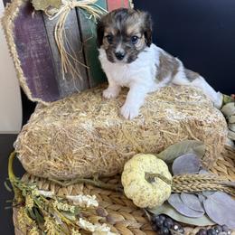 Blitzen - Tri-color male Cavapoo puppy in Mena, Arkansas from Ouachita Gold Diggers