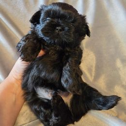 Blue Collar - Black male Shih Tzu puppy in Waynesboro, Pennsylvania from Big Win Shih Tzus