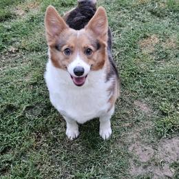 Daisy - American Corgi