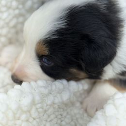 M2 - Black tri-color male Australian Shepherd puppy in Arrington, Tennessee from Tumblin T Aussies and Aussiedoodles