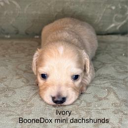 Ivory - Cream female Dachshund puppy in Lexington, Oklahoma from BooneDox Miniature Dachshunds