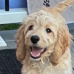 Lavender girl - Cafe Australian Cobberdog puppy in Grand Rapids, Michigan from Joreese Australian Cobberdogs