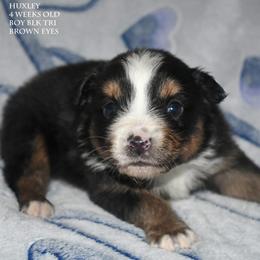 Huxley - Black tri male Miniature Australian Shepherd puppy in Patterson, North Carolina from DreamLine Aussies