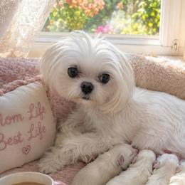 Estee - Maltese