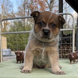 Queen Boy 2 - Red speckled male Australian Cattle Dog puppy in Monroe, Louisiana from The Sweet Kennels