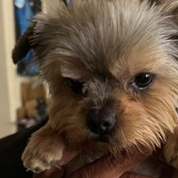 Shorkies and Yorkshire Terriers from Pooh Yorkies