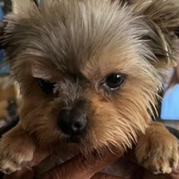 Shorkies and Yorkshire Terriers from Pooh Yorkies