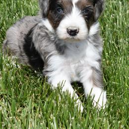 Male one Blue Merle - Blue merle male Aussiedoodle puppy in Parma, Idaho from Arena Valley Acres