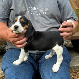 Joy - Blue tan and white female Beagle puppy in Lockney, West Virginia from S&T Kennels