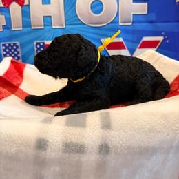 Netherlands - Black female Goldendoodle puppy in Houston, Texas from Were The Mack'Doodles