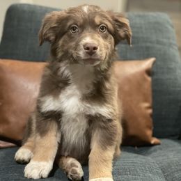 Australian Shepherd Puppies from 2Harts Aussies