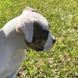 Sweet potatoe - White and brindle female American Bulldog puppy in Varnville, South Carolina from DF's Unlimited Ruff