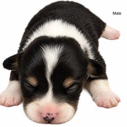 Boy 2 - Black and tan male Pembroke Welsh Corgi puppy in Port Republic, Maryland from Bestfurends