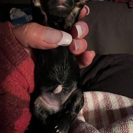Girl 1 - Silver brindle Scottish Terrier puppy in Mokelumne Hill, California from Pittypaws Special Blend Scottie's