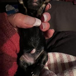 Girl 1 - Silver brindle Scottish Terrier puppy in Mokelumne Hill, California from Pittypaws Special Blend Scottie's