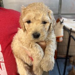 Pink Collar - Apricot female Goldendoodle puppy in Winchester, Tennessee from Mahaffey’s Doodles