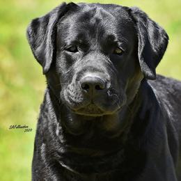 Labrador Retriever Puppies from Brookstone labs