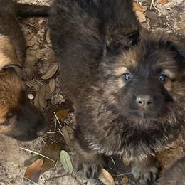 Lance (orange) - Sable male German Shepherd puppy in Boerne, Texas from Sudenblick German Shepherds