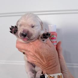 Girl 4 Orange - Light golden female Golden Retriever puppy in Mc Minnville, Tennessee from Wishaw Whisky Golden Retrievers