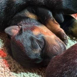 Boy 1 - Black and mahogany male Rottweiler puppy in Newfoundland, Pennsylvania from Poconopaws