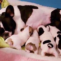 French Bulldog Puppies from BigStar French Bulldogs