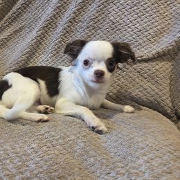 Oreo - Chocolate and white male Chihuahua puppy in Buffalo, New York from CristinaXio Chihuahuas