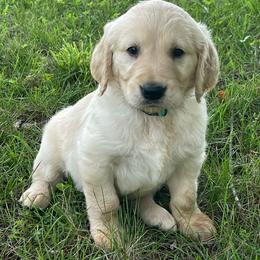 Teal - Golden male Golden Retriever puppy in Mount Carmel, Tennessee from HS Goldens