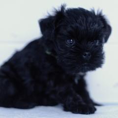 Affenpinscher and Lagotto Romagnolo Puppies from Skyfall and Morena