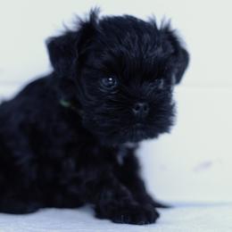 Affenpinscher and Lagotto Romagnolo Puppies from Skyfall and Morena