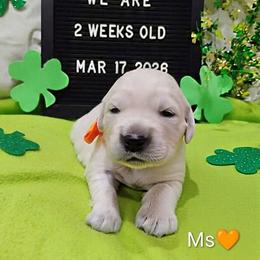 Orange collar girl - Light golden female Golden Retriever puppy in Rochester, Washington from Grand Mound Goldens