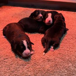 Bernese Mountain Dog puppies from Smith Farms and Kennels