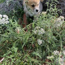 Pembroke Welsh Corgi Puppies from Music City Pembroke Corgis