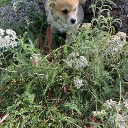 Pembroke Welsh Corgi Puppies from Music City Pembroke Corgis