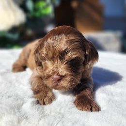 Cockapoo puppies from Farquharson's Poodles&Doodles