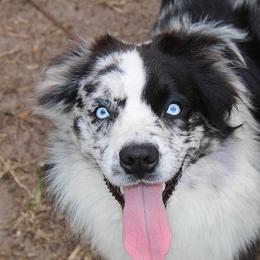 Eclipse - Miniature Australian Shepherd