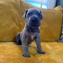 Bowie - Brindle male Great Dane puppy in Jerusalem, Arkansas from Mara Danes