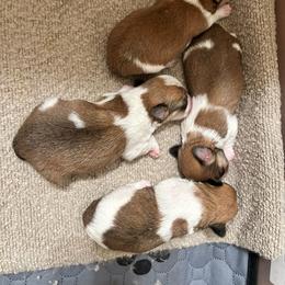 Morkie puppies from Hummingbird Fields