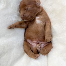 Sunny - Red male Cockapoo puppy in Pledger, Texas from Sugarbear Cockapoos