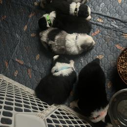 Australian Shepherd Puppies from Crofford’s Pretty Pups