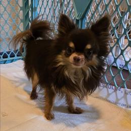 Johnny 3.5 lbs AKC - Chocolate and tan male Chihuahua puppy in Yukon, Oklahoma from Hamby's Chihuahua's