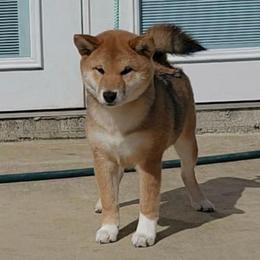Max - Red male Shiba Inu puppy in Marianna, Florida from Diwasou