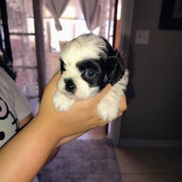 Lola - White female Poodle puppy in Winter Haven, Florida from Polk County Peekapoos