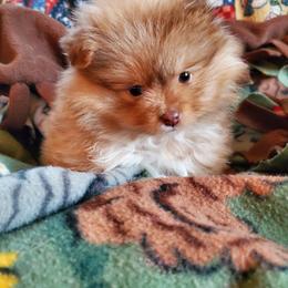 Companion Cross, Pomeranian, and Sheepadoodle Puppies from Fluffy Wonders Poms and Doodles