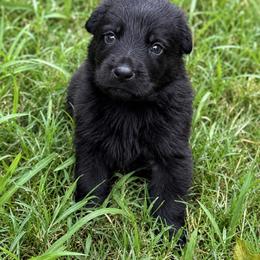 Black male - Black male German Shepherd puppy in Brandywine, Maryland from Lucky Z Ranch