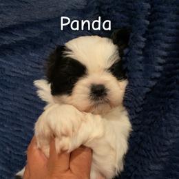 Panda - Brindle and white male Shih Tzu puppy in Bauxite, Arkansas from TnT Shih Tzu